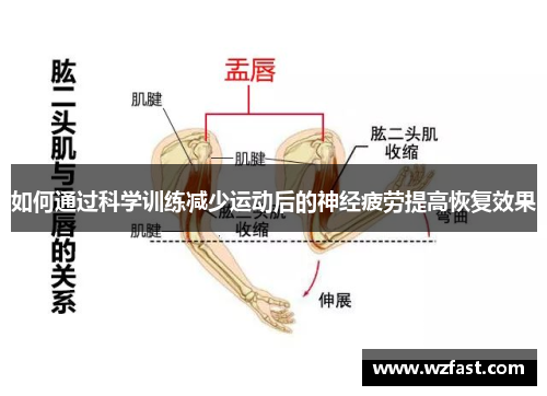 如何通过科学训练减少运动后的神经疲劳提高恢复效果